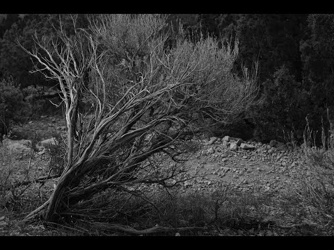 White Nationalism as a Deracinated Subculture