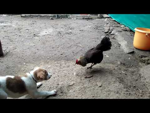 Dog Fitting with chicken