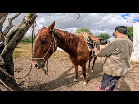 Caballos, asado y guitarra 