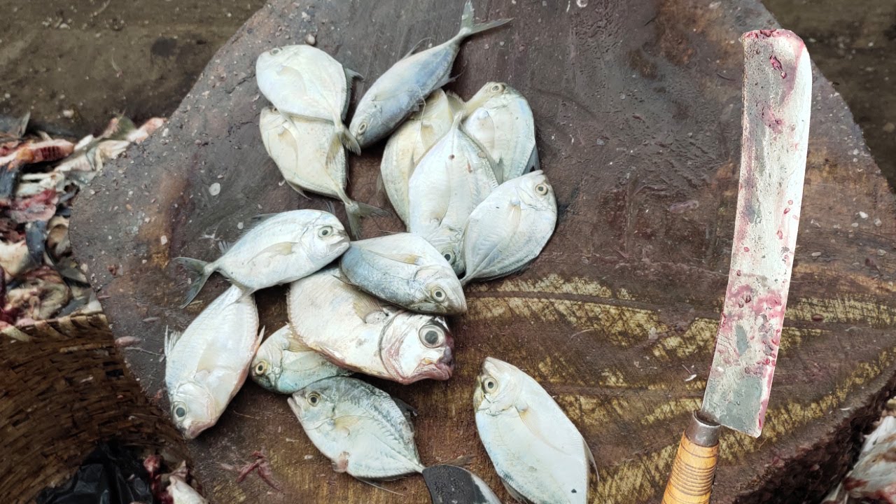 Silver Belly Fish Cutting | Fresh Fish Cutting | In Kasimedu Fish Market