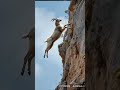 Watch the Goat Conquer the Mountain Peak #shorts #goats #animals  #pets #mountains #ai