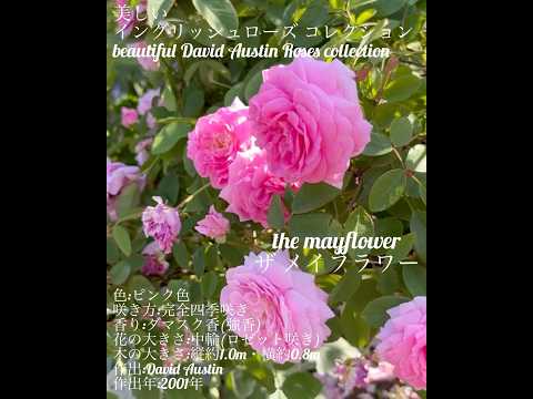 イングリッシュローズ「ブライススピリット」 植物