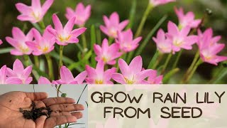 How to grow Rain lilies from seeds(with update)