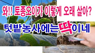 와! 토종오이가 이렇게 오래 살아? 텃밭농사에는 딱이네.(오이재배, 토종오이 재배, 토종오이 특성, 토농오이…