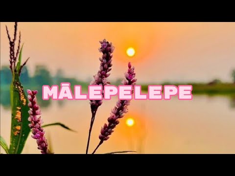 SAMOAN KARAOKE LYRICS (MĀLEPELEPE BY SAUMOLIA BAND)