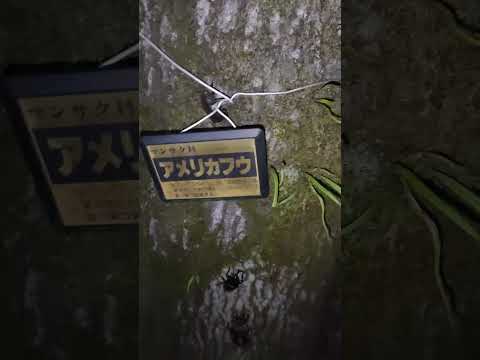 園芸 ユリハムシ、ユリとヒョウモンに飢えたかわいいカブトムシ