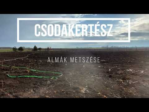 Csodakertész - Egy éves alma metszése