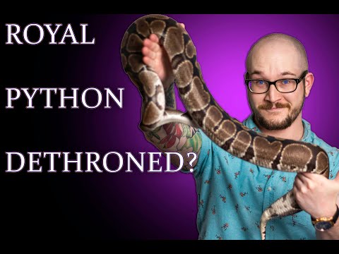 Ball Python Vs Boa, What Is The BEST Pet Snake?