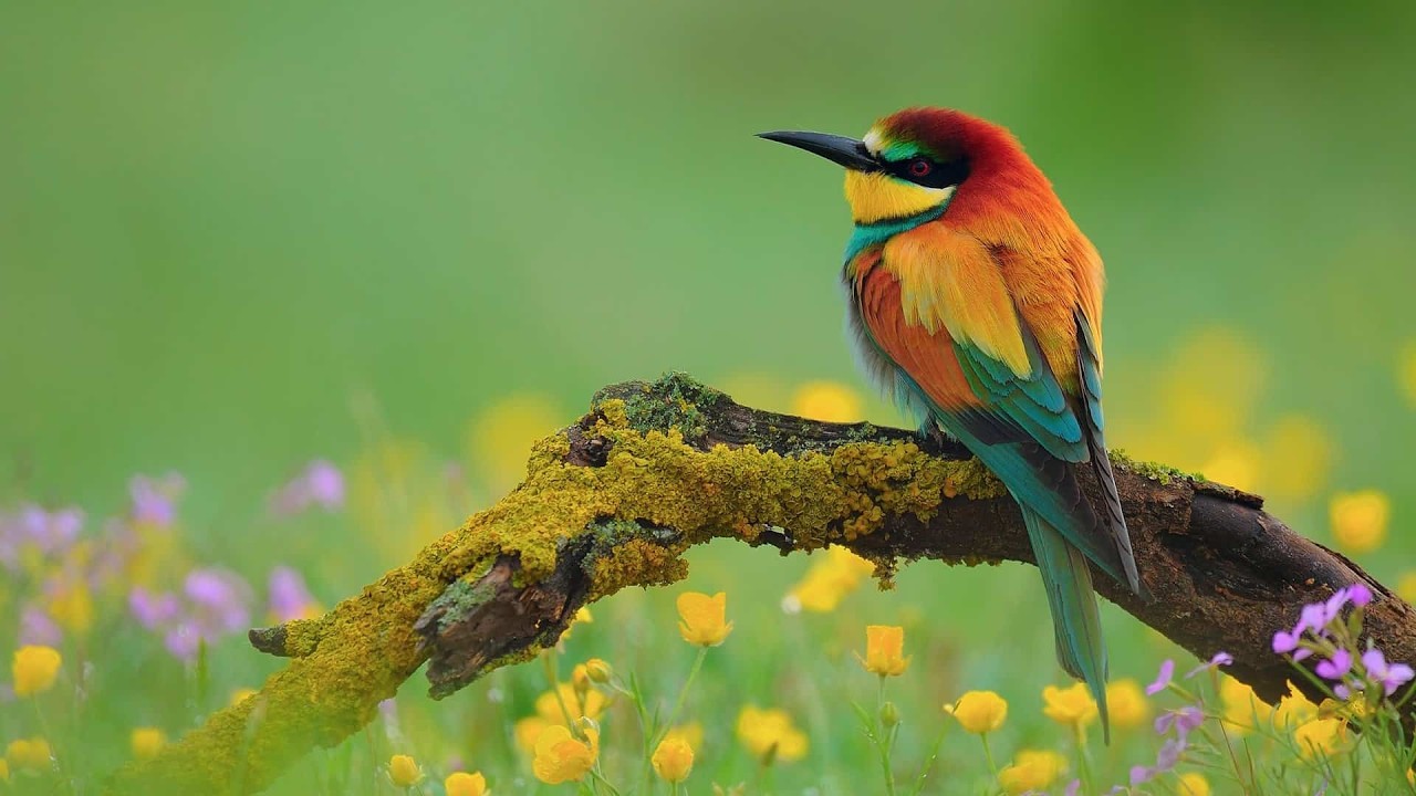 Class Aves: Description, Evolution, and Behavior of Birds
