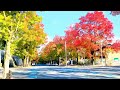 Autumn At Kita Senri Osaka Japan