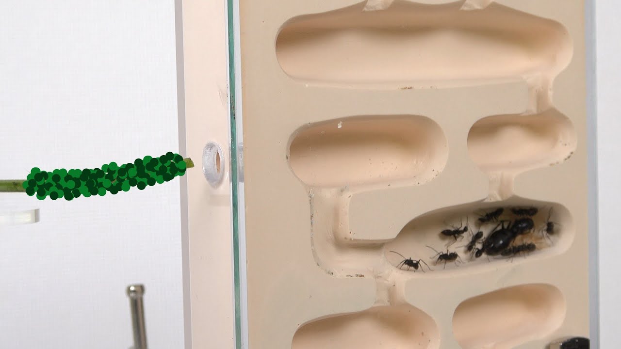 アリの巣にアブラムシ入れてみた