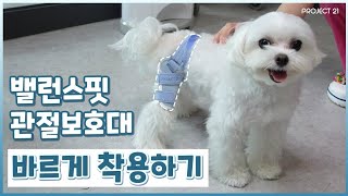 강아지 슬개골보호대 밸런스핏 착용방법