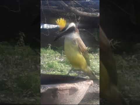 Birdday 186 Benteveo 0809 2025