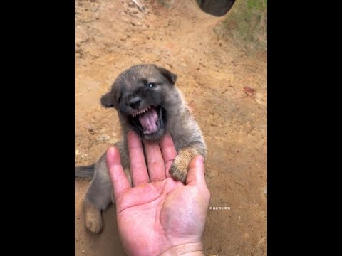 Nourriture pour chiots épaisse