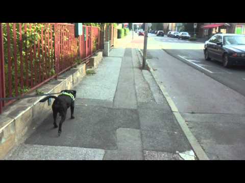 Mantrailing Training; 20. August 2011; Olivia & Keisha; Laxenburg