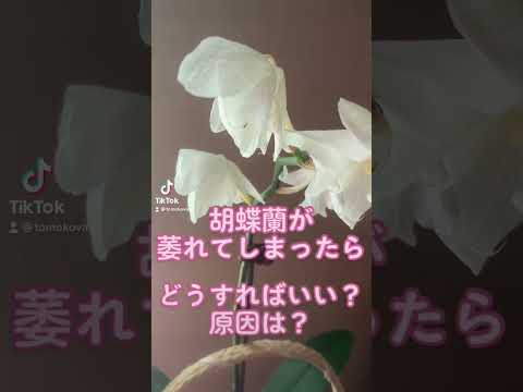 茎のなくなった蘭を再び咲かせるにはどうすればよいでしょうか？私たちのシンプルなソリューション!  庭園