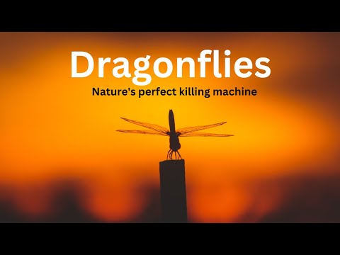 Dragonfly: A Closer Look