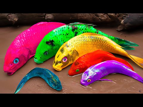 Cá Koi Vàng Tranh Giành Chiếc Giày Sức Mạnh Kungfu | Nấu Ăn Thử nghiệm Dừng Chuyển Động ASMR | Coco