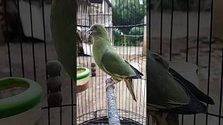 Download lagu Suara punai daun betina | Punai daun gacor #punai_gading #punai #punaidaun #shorts #shortsviral mp3