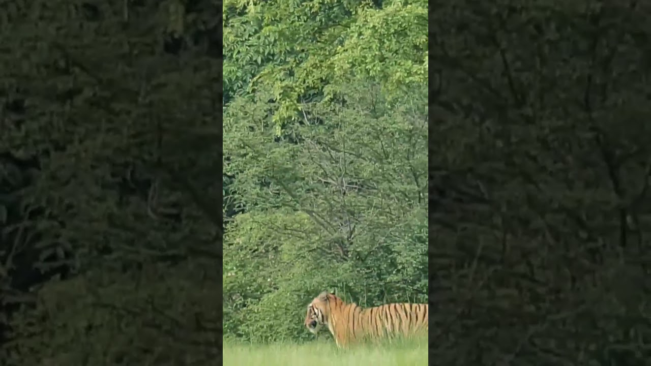 Moshi moshi travels #shorts #entertainment #funny #youtubeshort