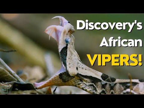 Full Discovery Channel  Documentary Compilation :  Deadliest African Vipers!