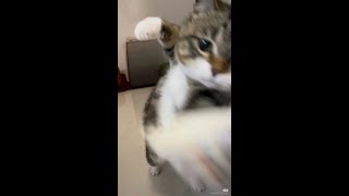 ティーダの...
