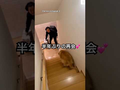 弟と半年ぶりに再会…ゴールデンのおじいちゃんが可愛すぎる💕　#ゴールデンレトリバー #大型犬　#犬　#かわいい #癒し