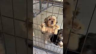 Video preview image #1 Mutt Puppy For Sale in Boonton, NJ, USA