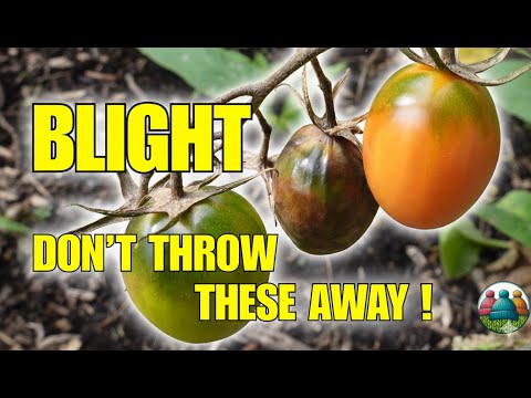How We Composted Blight Infested Tomato Plants and This is What Happened