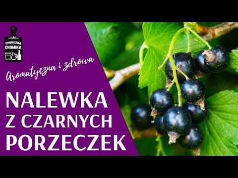 Jak zrobić...? #232 Nalewka z czarnej porzeczki z miodem