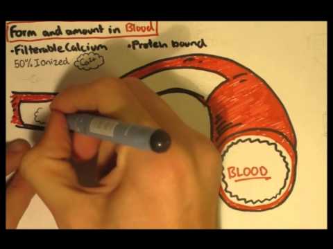 Gastric Acid Physiology Secretion Ulcers Acid Reflux and Treatment