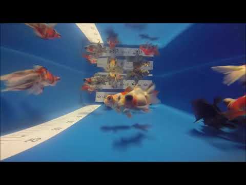 KOI 13 -- Teleskop ButterflyTail 10/12 cm # 476