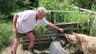 The boys are having their lunch of maize mash, MVI 0435