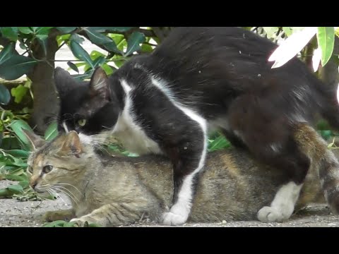 Итальянские коты спариваются в парке. Страстная итальянская парочка!