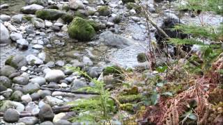preview picture of video 'Hiking the Old Sauk River Trail - Feb 1st, 2014'