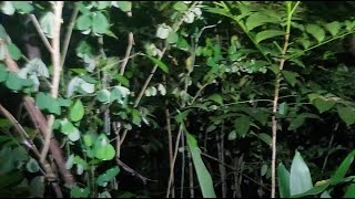 Download lagu GAS LOKASI JIN PENIRUU RAME2 GREBEG !! mp3