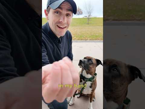 How to Teach Your Dog to Stop Eating Things Off the Ground. #dogtraining #puppytraining #dogtrainer