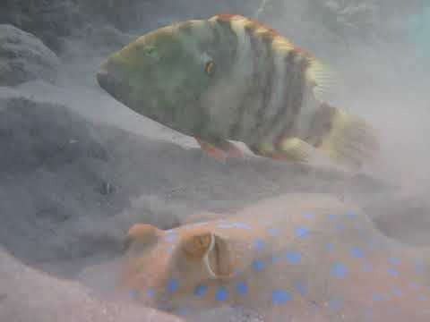 Скат кушает