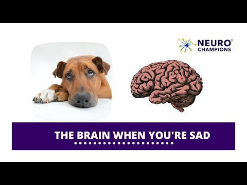 The Brain When You're Sad | Neuro Champions
