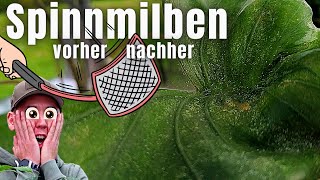 Spinnmilben effektiv mit Raubmilben bekämpfen | erkennen ausbringen vorbeugen und entfernen