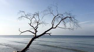 Maximilian Hecker - Into the Ocean (official MV)