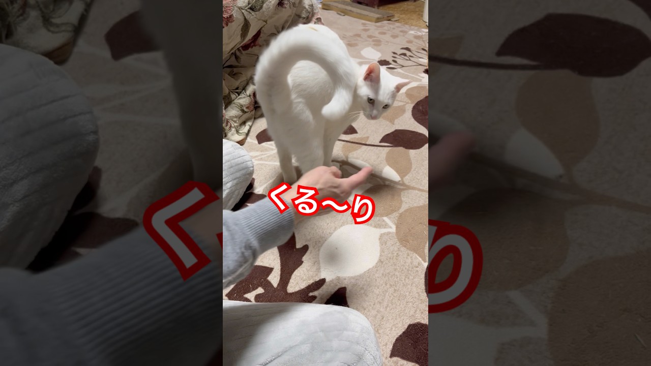 しろさんは今日も特訓中