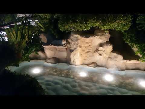 Brianna's Love the Cat!! 🐈 😻