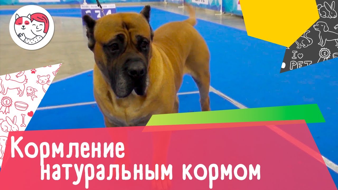 5 плюсов кормления собаки натуральным кормом