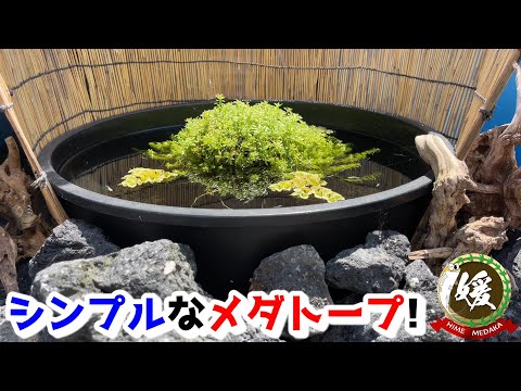 ゴマノハグサ科について詳しく解説