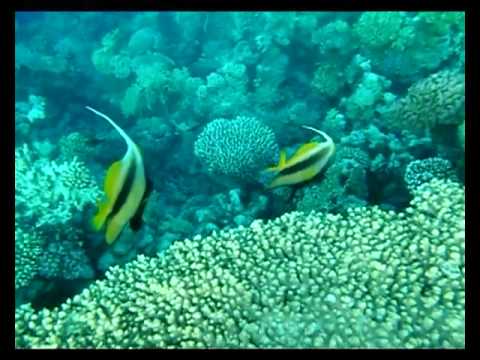 coral reef - diving in makadi bay