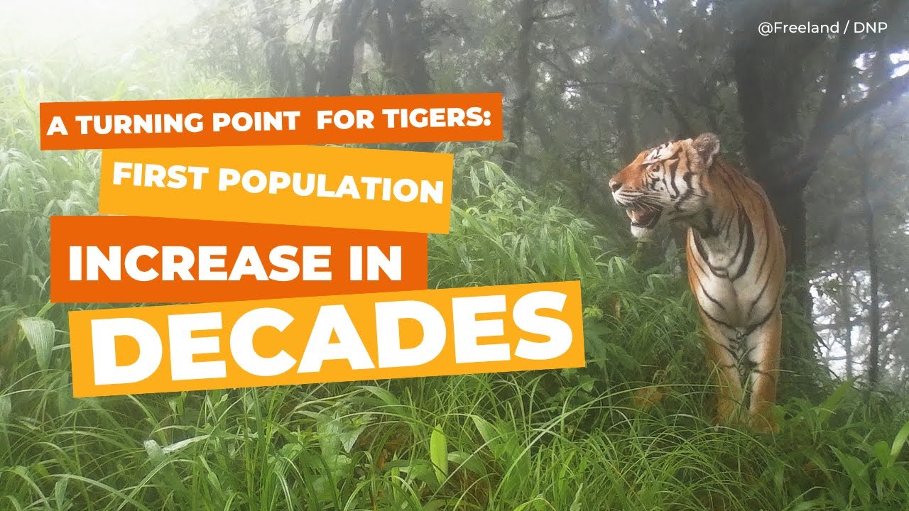 A Turning Point for Tigers: First Population Increase in Decades