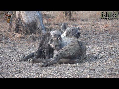 Watching Hyenas, Part 12