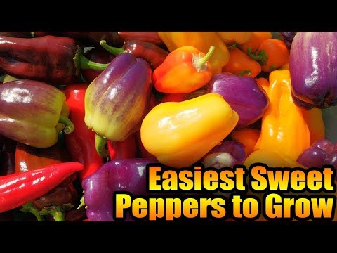 Easiest sweet peppers to grow