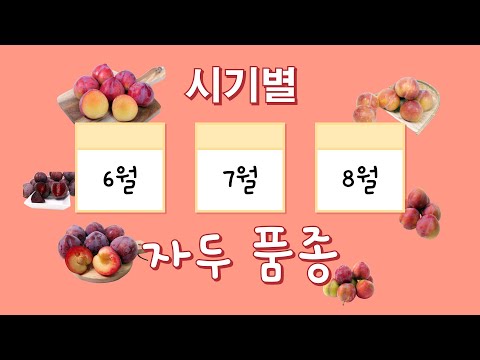 , title : '새콤달콤 대석부터 추희까지 『시기별 자두 품종!』'